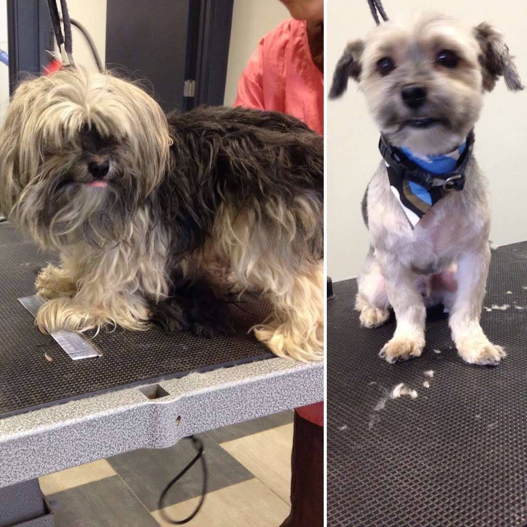 Bubble Bubble Dog Grooming & Spa | 885 Belmont Ave #5, North Haledon, NJ 07508 | Phone: (973) 238-0808