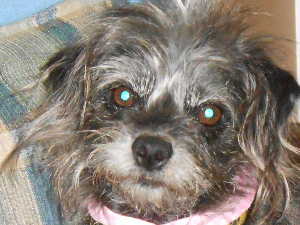 Mansfield Veterinary Health Center | 619 East St, Mansfield, MA 02048, USA | Phone: (508) 339-5775