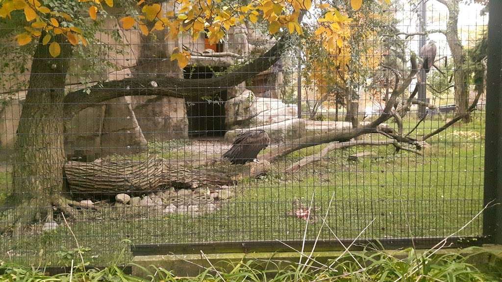 Lincoln Park Zoo Regenstein Birds of Prey | 2400 N Cannon Dr, Chicago, IL 60614