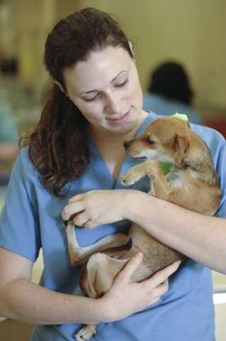 CenterGrove Animal Clinic | 2435 S State Rd 135, Greenwood, IN 46143, USA | Phone: (317) 535-8387