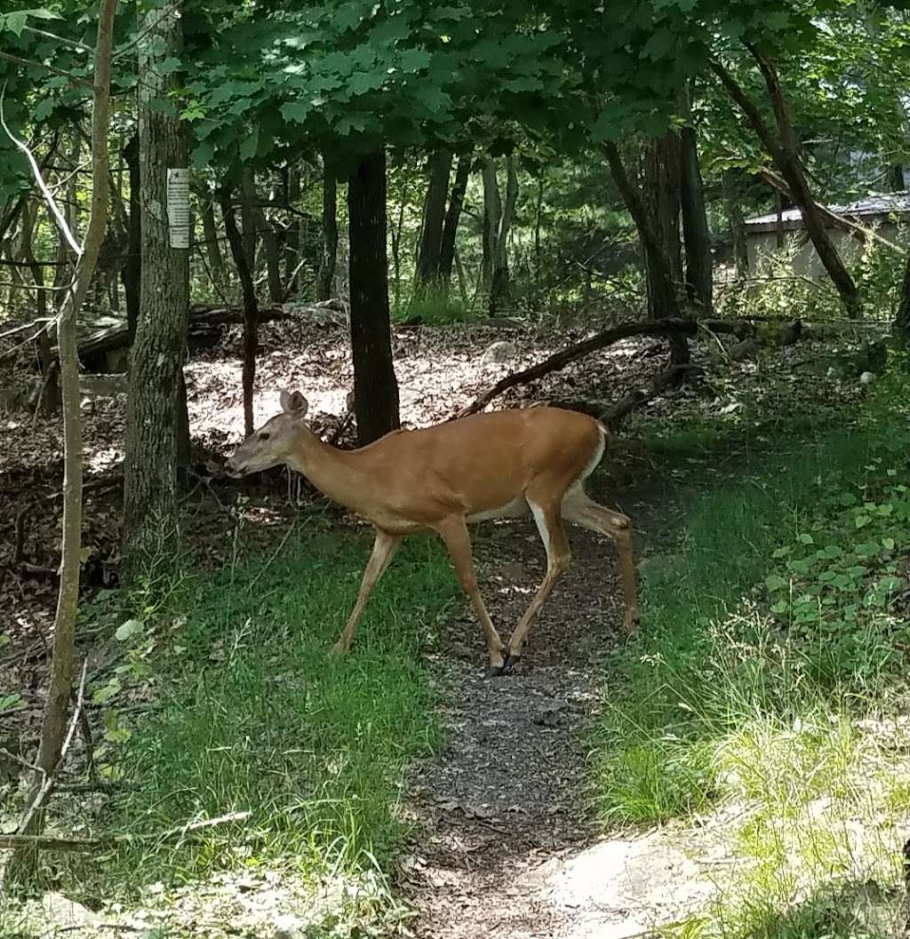 Lake Scranton Walking Trail | Roaring Brook Township, PA 18444, USA | Phone: (800) 565-7292