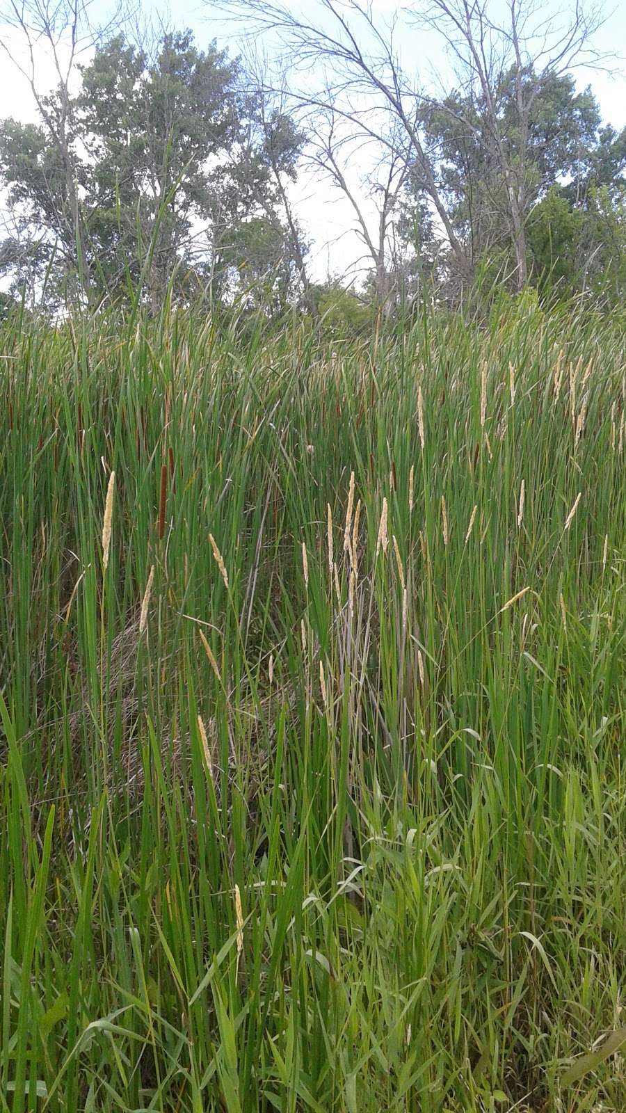 Ferson Creek Fen Nature Preserve | 4N316 State Rte 31, St. Charles, IL 60174