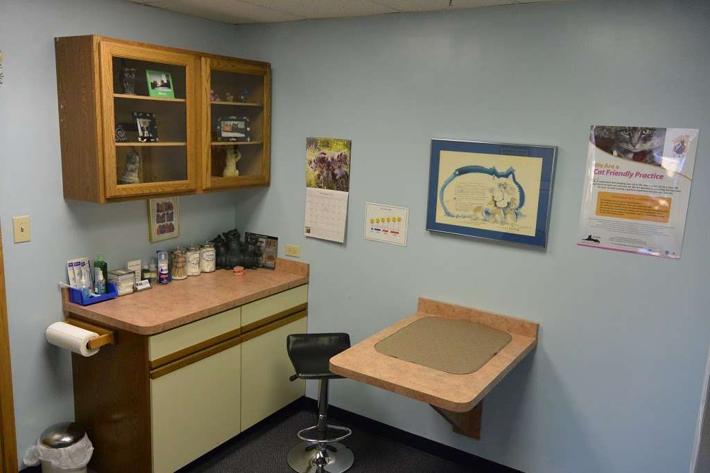 The Cat Clinic | 19850 Kedzie Ave, Flossmoor, IL 60422, USA | Phone: (708) 206-2287