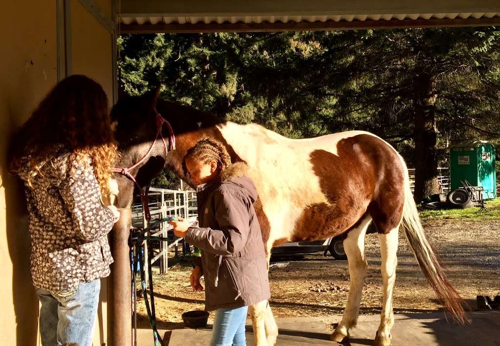 Fox Equine Rescue & Youth Horsemanship Center | 24705 Miller Hill Rd, Los Gatos, CA 95033, USA | Phone: (408) 718-7006