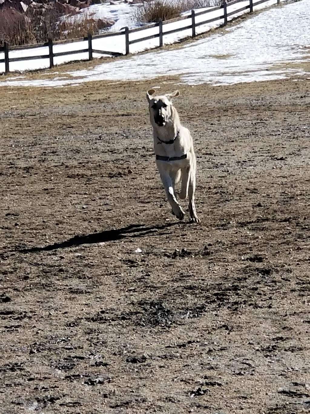 Wiggly Field Dog Park | 4712-4752 Meadows Blvd, Castle Rock, CO 80109, USA