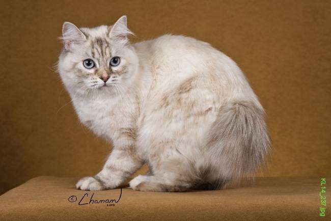 Kokopellie Cattery | Victory / Telegraph, Ventura, CA 93003, USA | Phone: (805) 368-2215