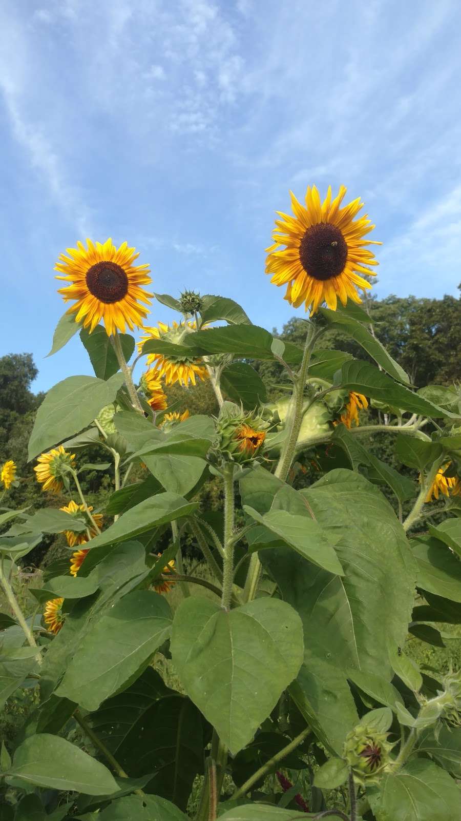 Woburn Community Gardens | Garden St, Woburn, MA 01801, USA | Phone: (781) 897-5933