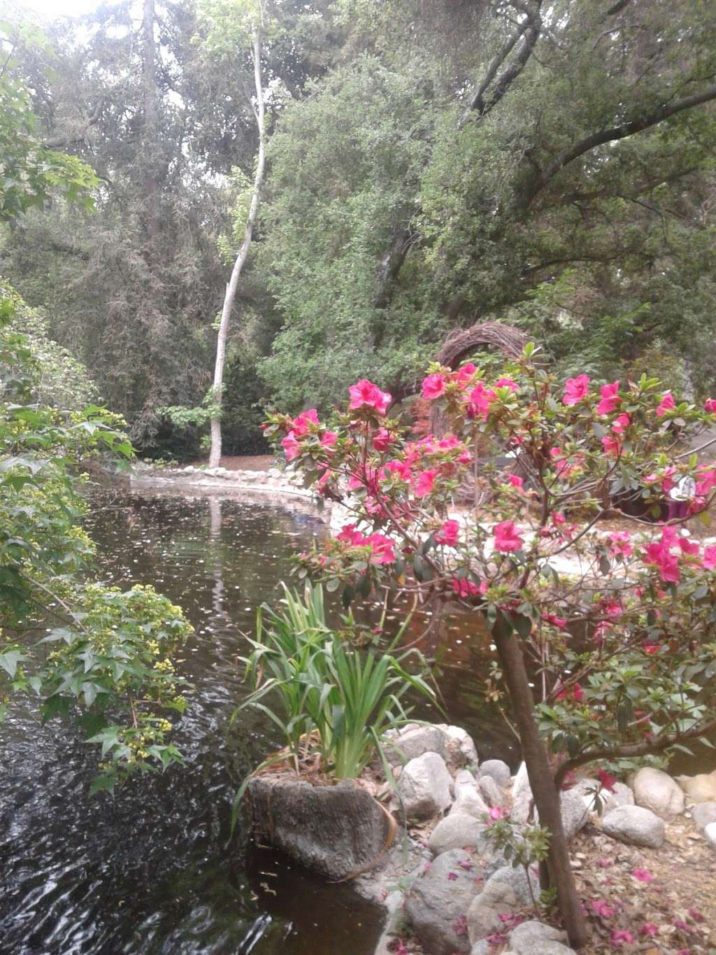 Descanso Gardens | 1418 Descanso Dr, La Cañada Flintridge, CA 91011, USA | Phone: (818) 949-4200