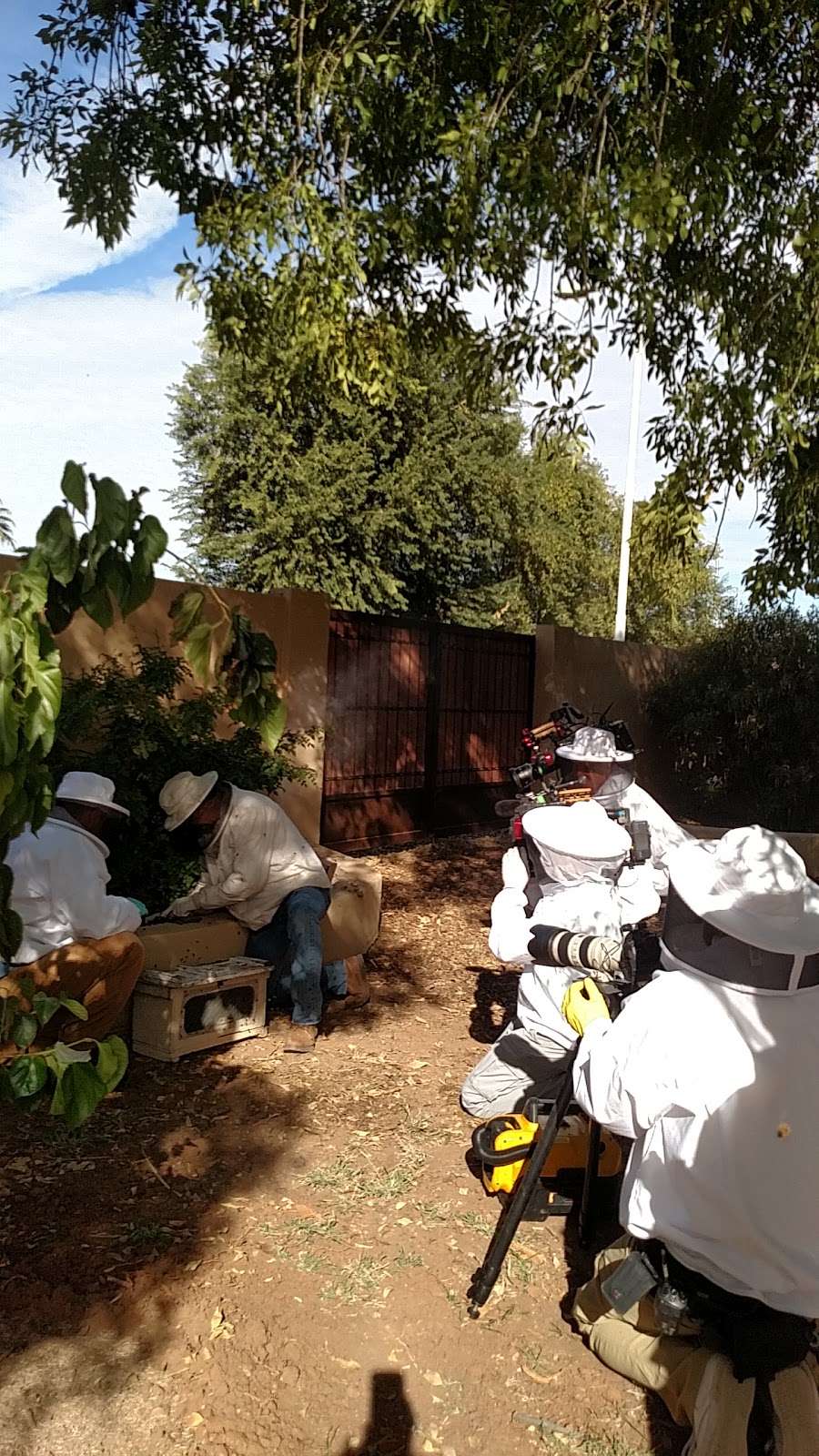 The Beehive Bee and Wasp removal | 543 E Jasper Dr, Chandler, AZ 85225, USA | Phone: (602) 600-5382