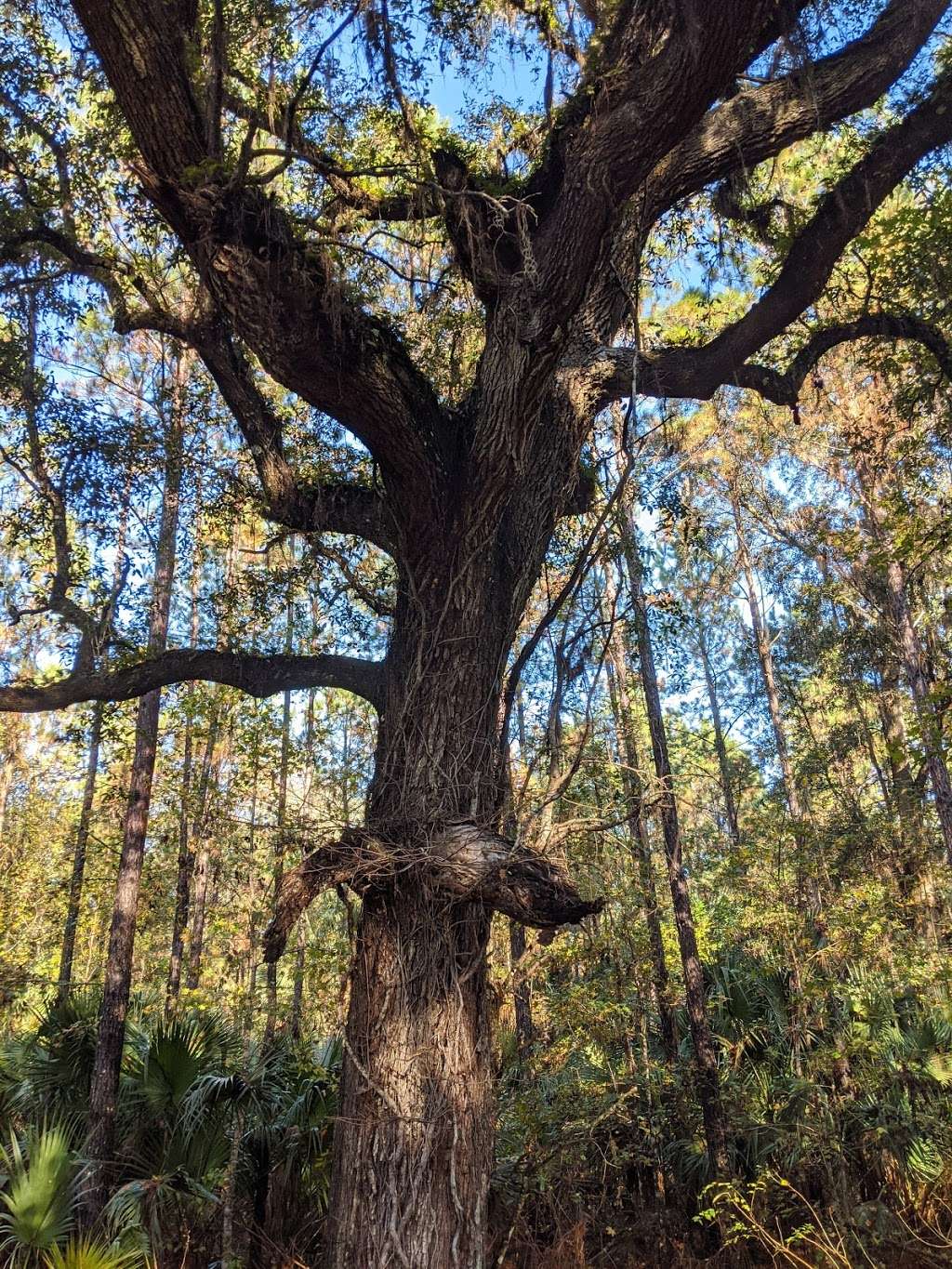 Silver Springs Forest Conservation Area | 6381 E, FL-326, Silver Springs, FL 34488, USA | Phone: (386) 329-4404