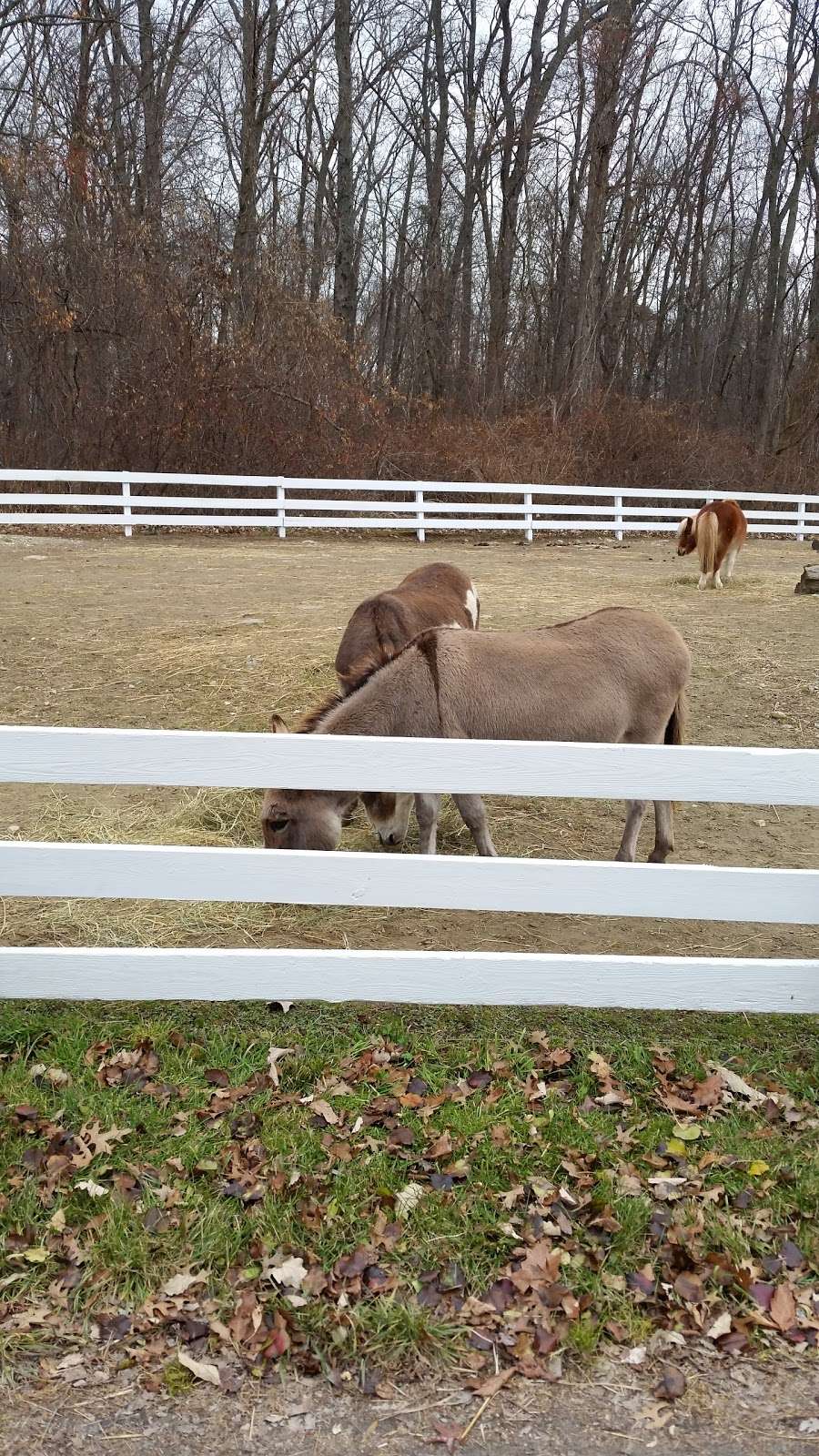 Green Chimneys | 400 Doansburg Rd, Brewster, NY 10509, USA | Phone: (845) 279-2995