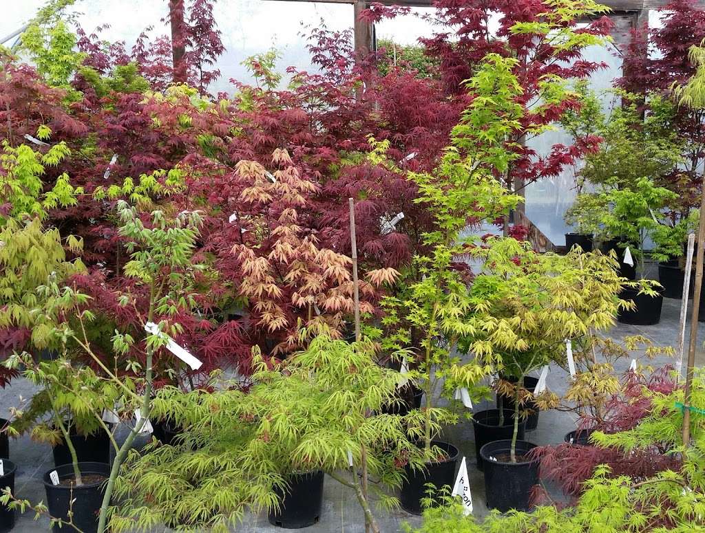 Momiji Nursery | 2765 Stony Point Rd, Santa Rosa, CA 95407, USA | Phone: (707) 528-2917