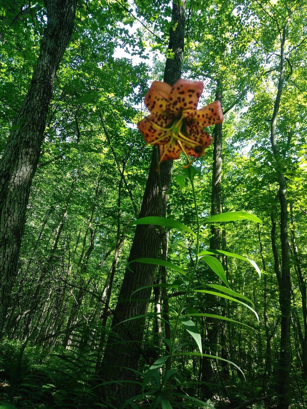 Mason Dixon Trail Western Terminus | Boiling Springs, PA 17007, USA