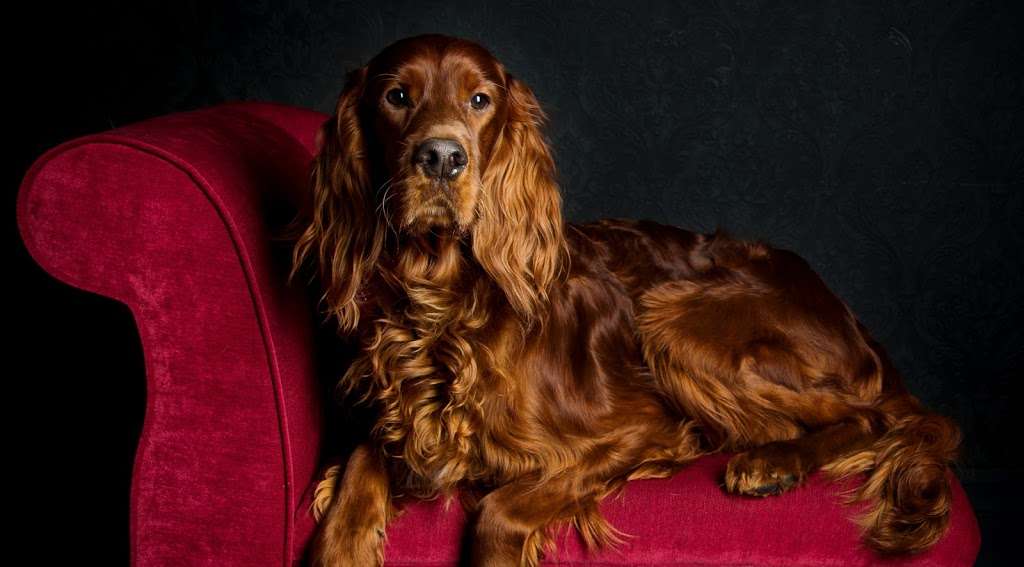 Edward the Setter | Chart Cottage, Turners Hill Rd, Crawley Down, Crawley RH10 4HG, UK | Phone: 01342 716393