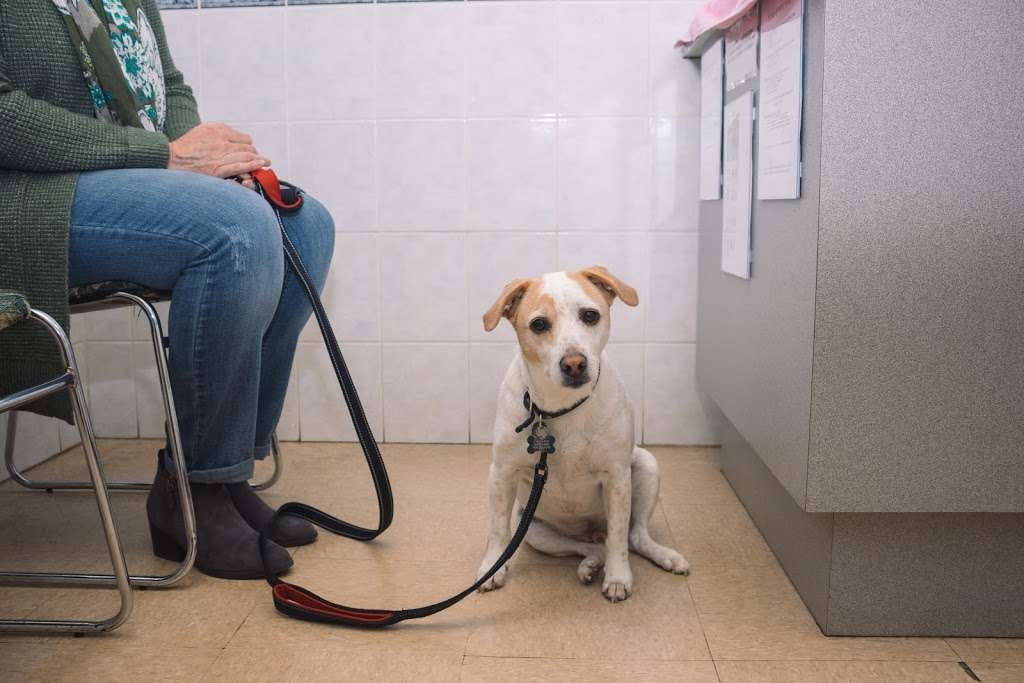 Companion Animal Hospital | 13100 W National Ave, New Berlin, WI 53151, USA | Phone: (262) 789-1954