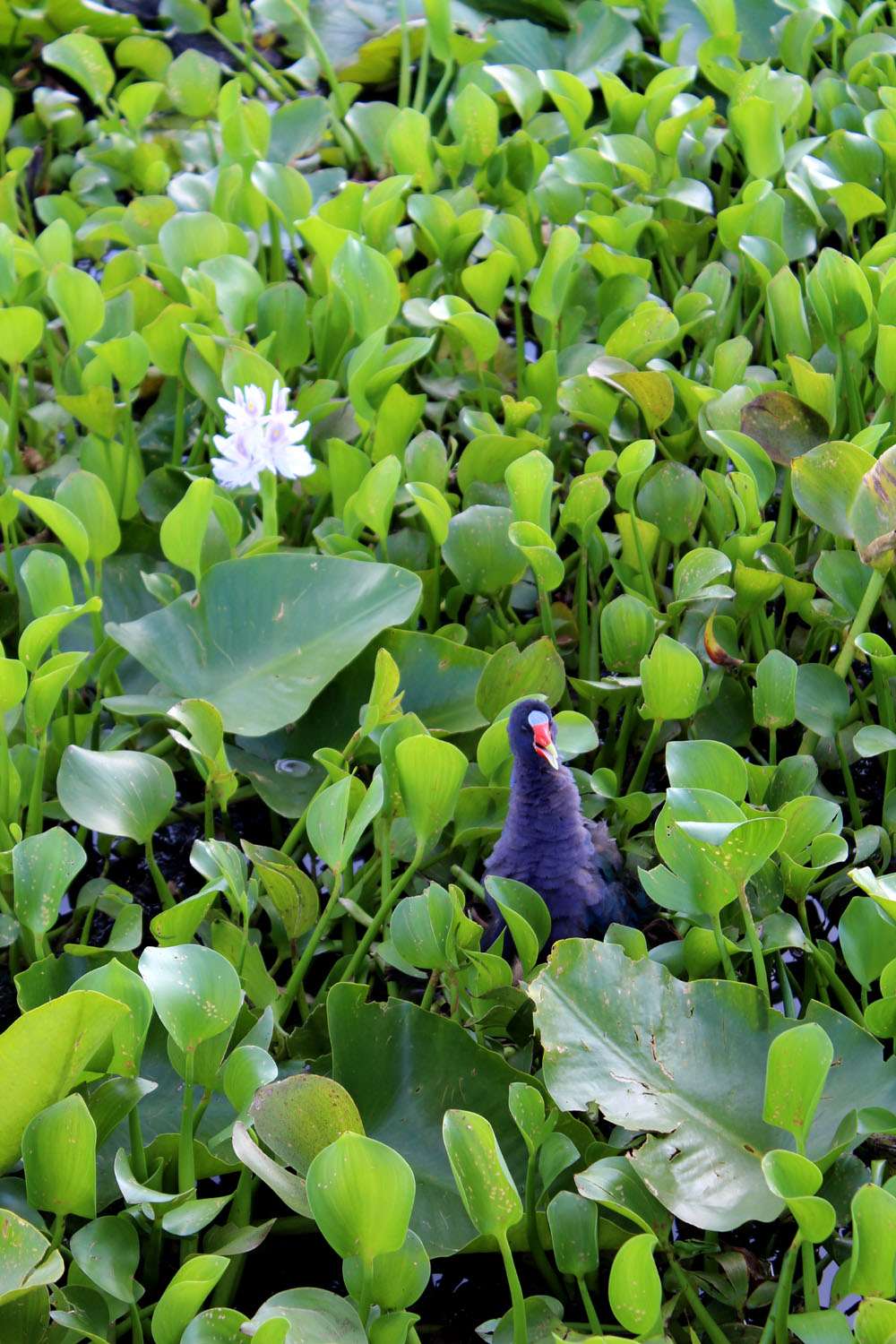 Marsh Landing Adventures / Orlando Airboat Tours | 2830 Neptune Rd, Kissimmee, FL 34744, USA | Phone: (407) 572-3561