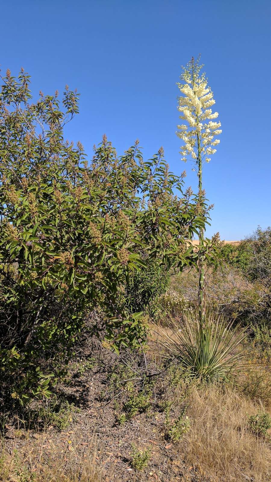 Paseo Miramar Trail | Paseo Miramar Trail, Malibu, CA 90265, USA