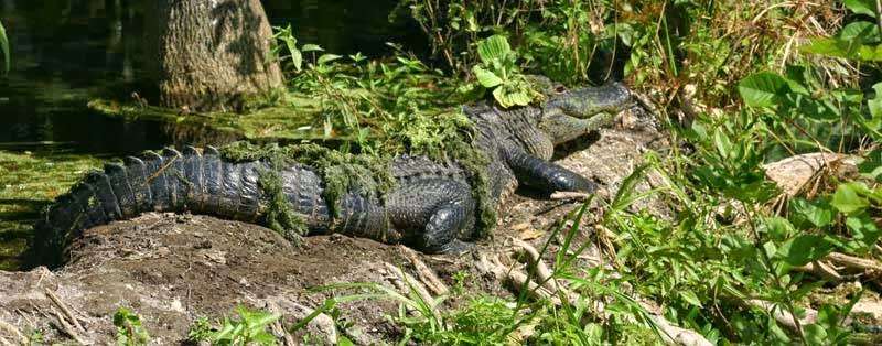 Capt Ernie Brundage St. Johns River Tours | 55716 Front St, Astor, FL 32102, USA | Phone: (866) 349-0674