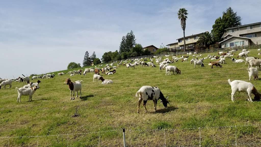 Sabercat Creek Trail | Fremont, CA 94539