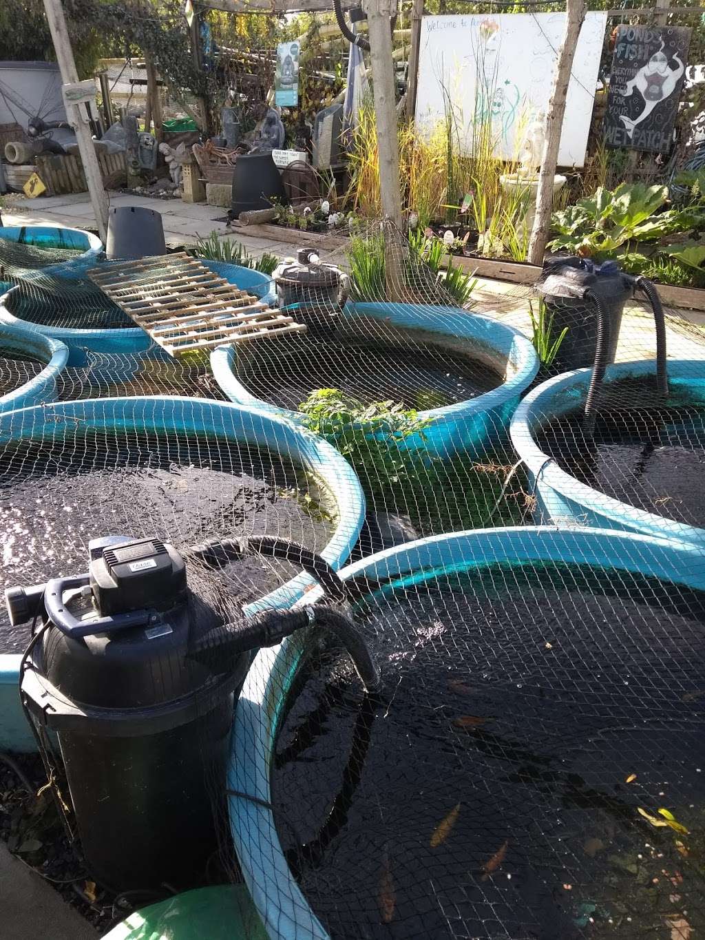 Pond Life Aquatics | Finchley Nurseries,Burtonhole Lane, London NW7 1AS, UK | Phone: 020 8906 9916