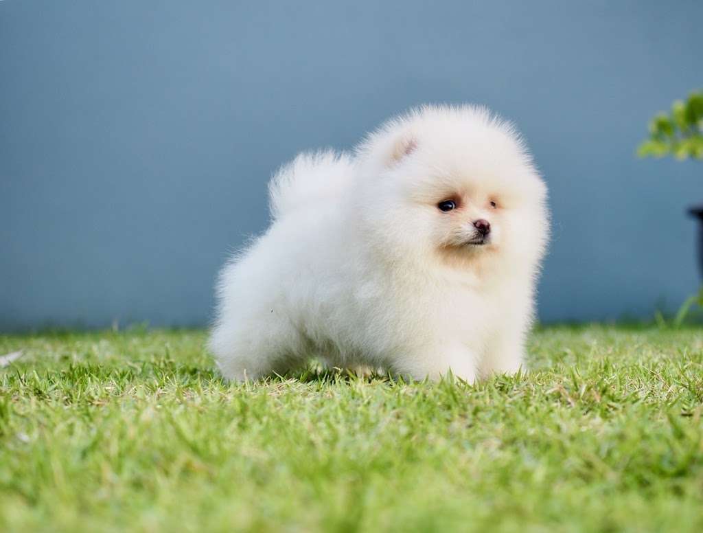 Pomeranian Puppies, Teacup | Chicago, IL 60608, USA | Phone: (650) 303-1599