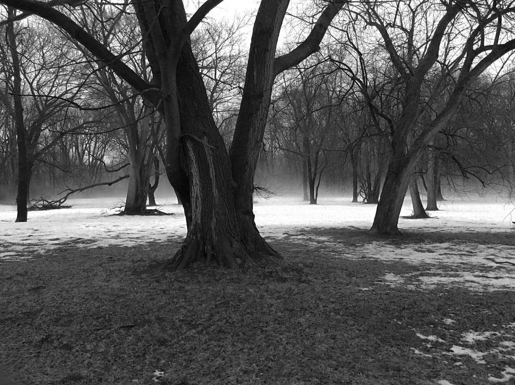 Mount Forest Cemetery | Thornton, IL 60476, USA