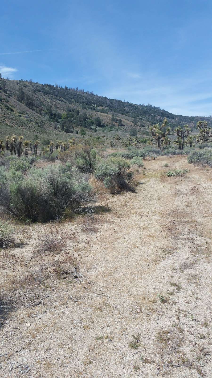 Desert Pines Wildlife Sanctuary | Lancaster, CA 93536, USA