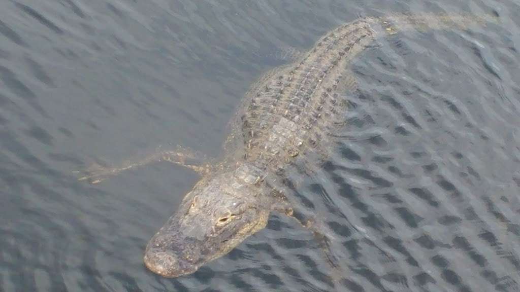 Francis S Taylor WMA | Florida, USA