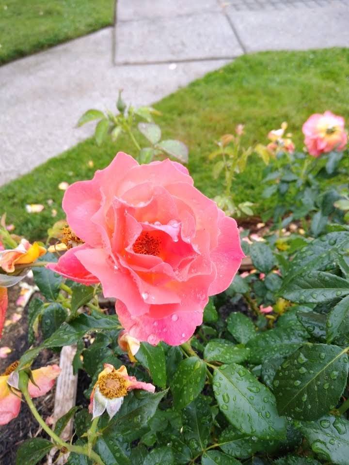 Sara Hite Rose Garden | 5440 SE Kellogg Creek Dr, Portland, OR 97222, USA | Phone: (503) 653-8100
