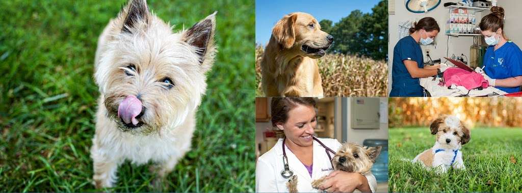 Queenstown Veterinary Hospital | 105 4-H Park Rd, Queenstown, MD 21658, USA | Phone: (410) 827-6776