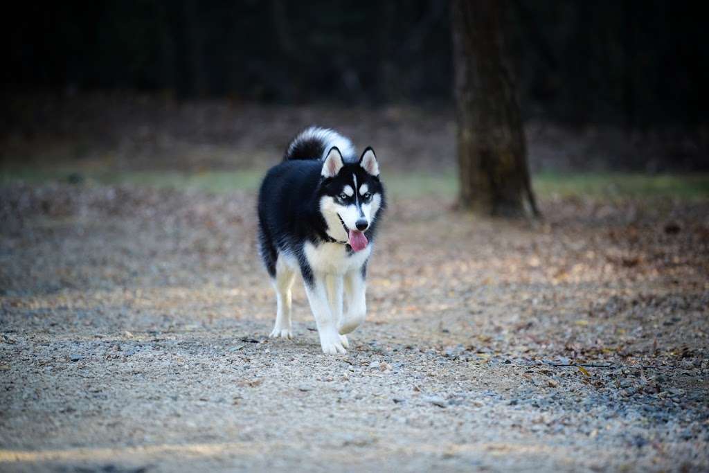 William R. Davie Regional Dog Park | 4635 Pineville-Matthews Rd, Charlotte, NC 28226, USA | Phone: (704) 432-0709