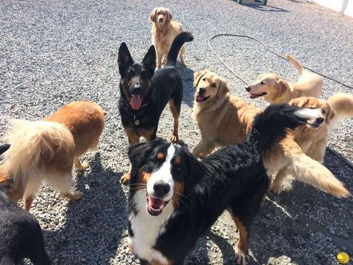 Buddys Doggie Daycare, Grooming & Boarding | 39 Miller St, Norfolk, MA 02056, USA | Phone: (508) 346-3952