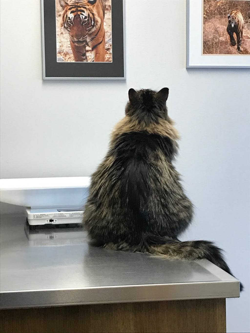 Parkview Cat Clinic | 5743 Blaine Ave E, Inver Grove Heights, MN 55076, USA | Phone: (651) 552-0848