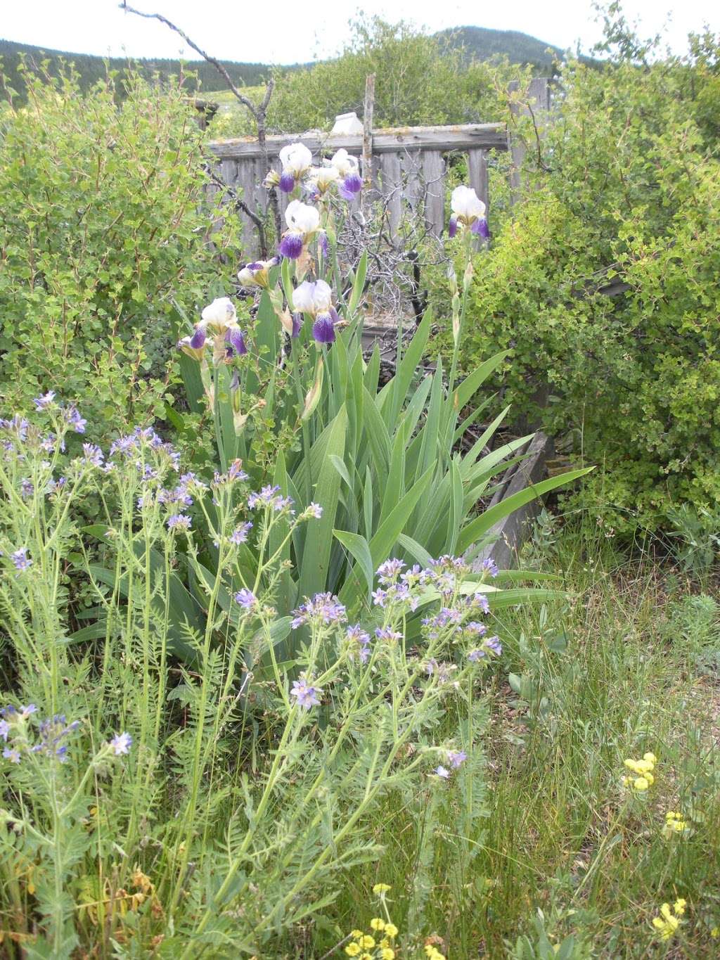 Catholic Cemetary | Black Hawk, CO 80422