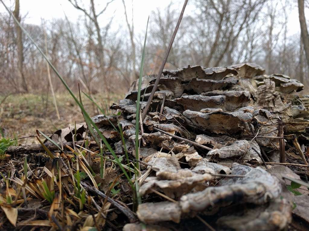 Black Partridge Woods | Black Partridge, Woodridge, IL 60517