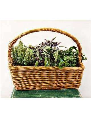 Giving Plants - Flower Gift Plant Delivery | 6088 Corte Del Cedro, Carlsbad, CA 92011, USA | Phone: (888) 320-0631