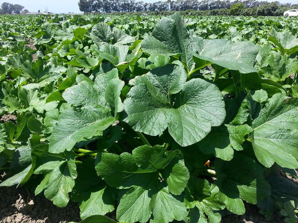 Rodela Produce and Flowers | 4550 Olivas Park Dr, Ventura, CA 93003, USA | Phone: (805) 844-9174