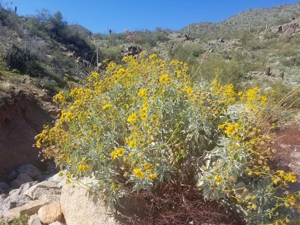 Adero Canyon Trailhead | 14800 N Eagle Ridge Dr, Scottsdale, AZ 85268, USA