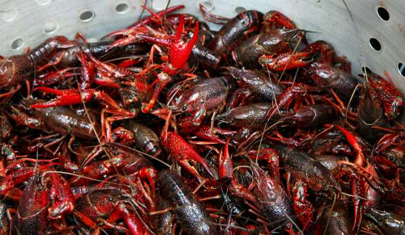 Baytown Crawfish Company and Catering | 7730 Decker Dr, Baytown, TX 77520, USA | Phone: (281) 716-0299