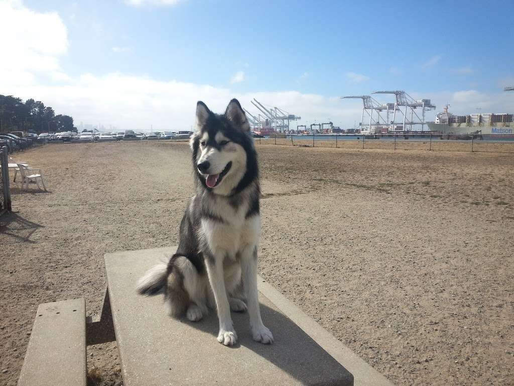 Main Street Dog Park | 2990 Main St, Alameda, CA 94501, USA | Phone: (510) 747-4700