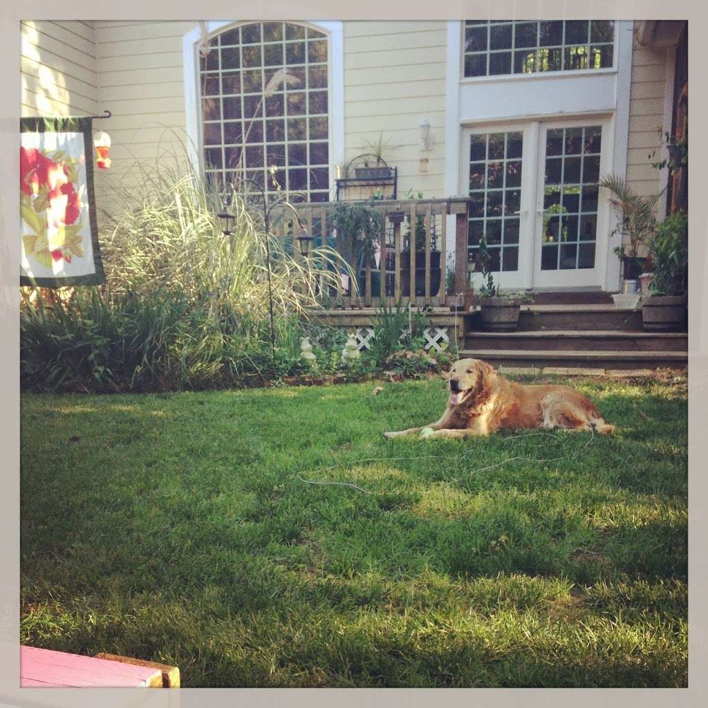 National Capital Animal Services | 14630 Balsam Ct, Swan Point, MD 20645, USA | Phone: (202) 670-6095