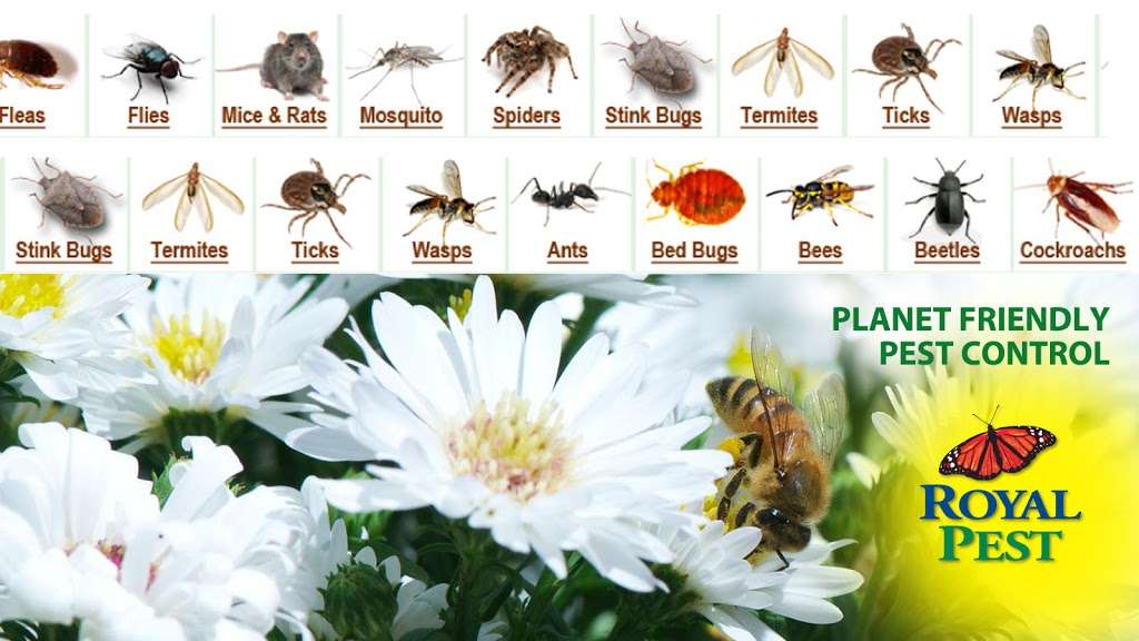 Royal Pest Solutions | 981 S Bolmar St, West Chester, PA 19382, USA | Phone: (610) 918-6241