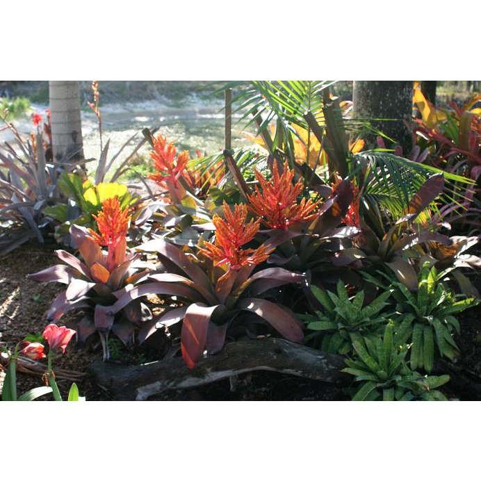 Garden Specialties at Tropical World | 1162 Hyde Park Rd Open by appointment only, Loxahatchee Groves, FL 33470 | Phone: (561) 907-1848