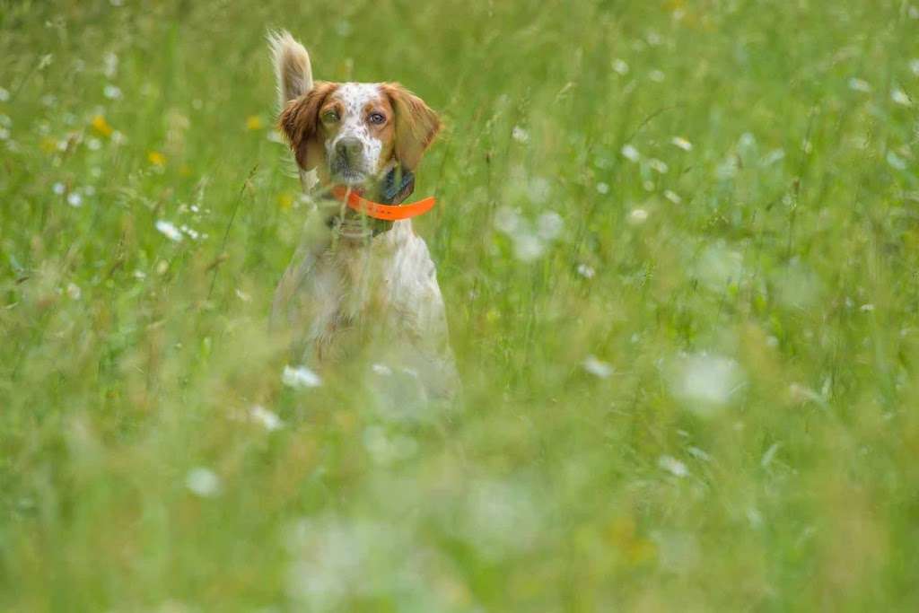 Castle Mountain Wingshooting | 164 Castle Mountain Rd, Castleton, VA 22716, USA | Phone: (540) 937-2520