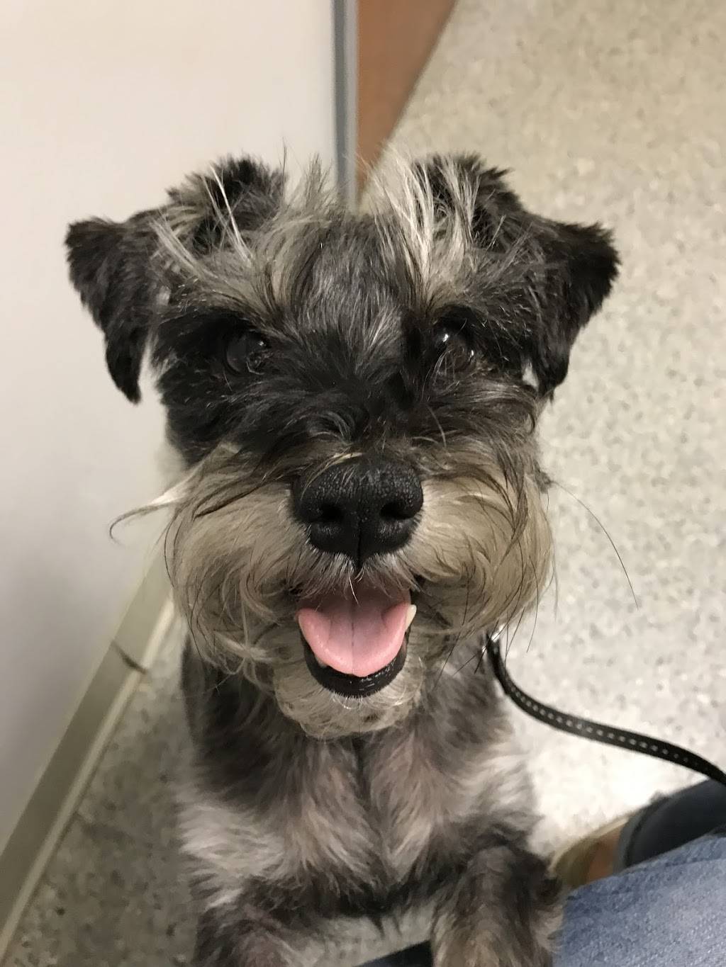 Walkertown Veterinary Hospital | 2707 Old Hollow Rd, Walkertown, NC 27051, USA | Phone: (336) 595-3090