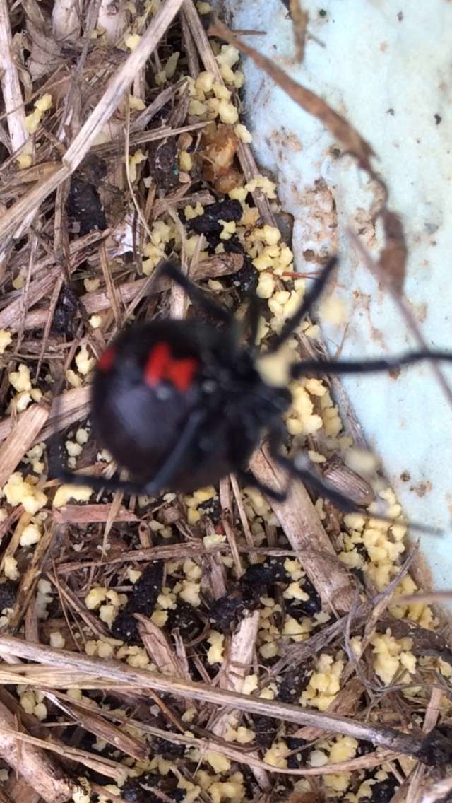 Superior Solutions Termite And Pest Control Inc Vineland Nj Usa
