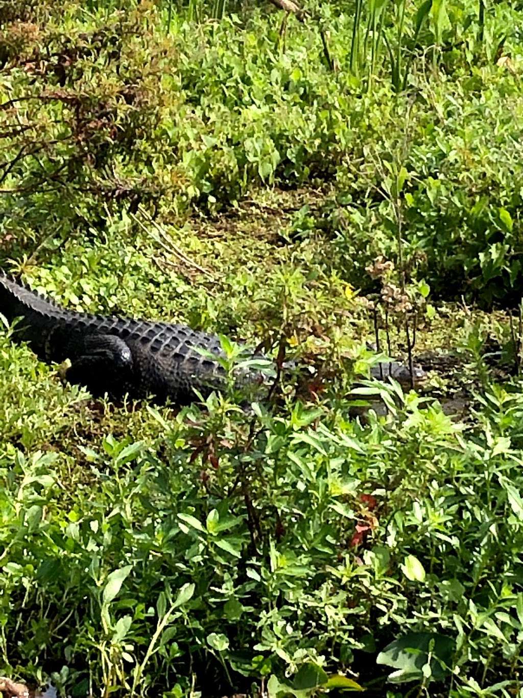 ALLIGATORS UNLIMITED AIRBOAT NATURE TOURS | 14400 Reese Dr, Lake Wales, FL 33898, USA | Phone: (863) 696-0313