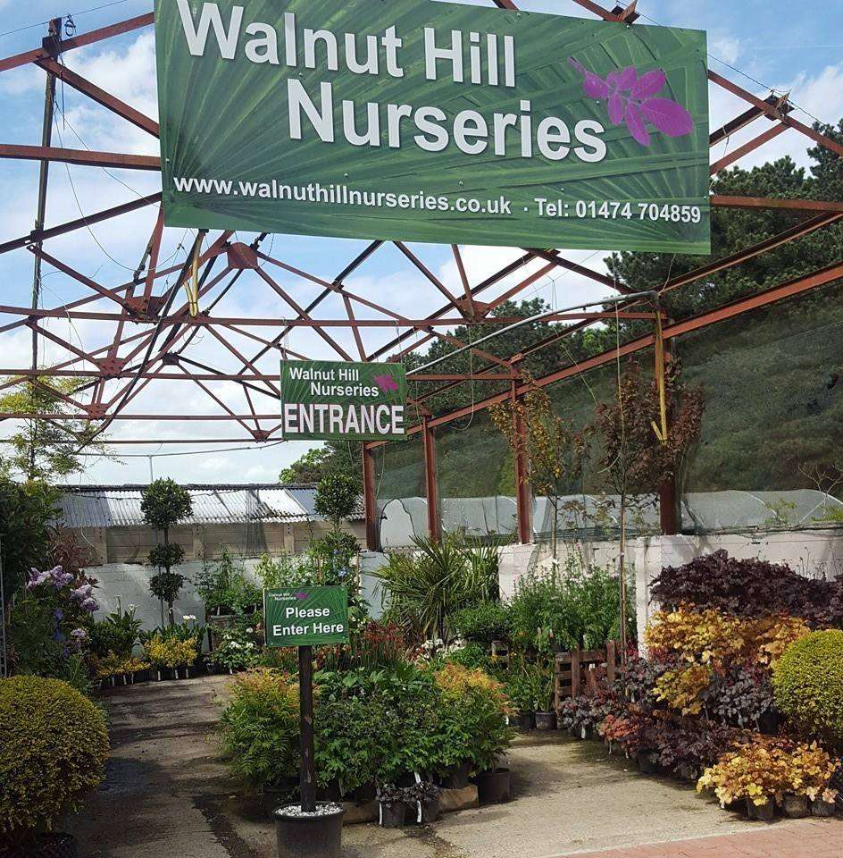 Findwillow Ltd & Walnut Hill Nurseries | Walnut Hill Nursery, Walnut Hill Rd, Istead Rise, Gravesend DA13 9HL, UK | Phone: 01474 708106