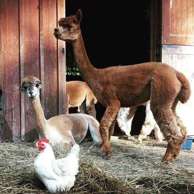 Little Brushwood Alpaca Farm & Country Store | 51 Parsons Rd, Newton, NJ 07860 | Phone: (973) 579-0021