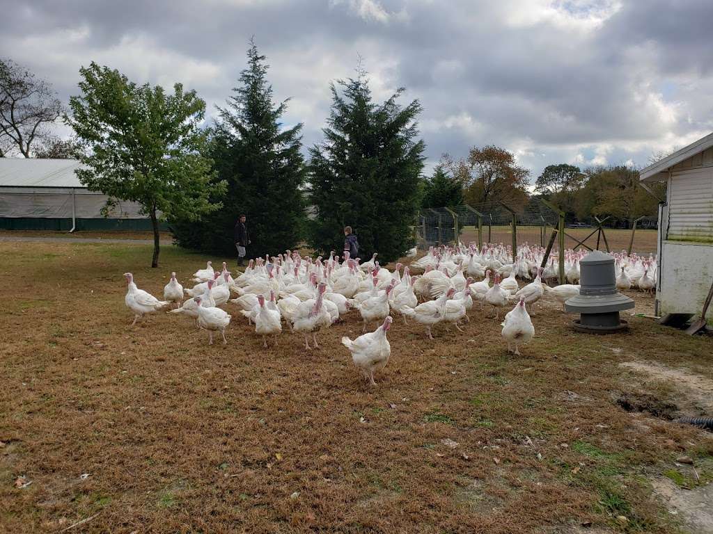 Hincks Turkey Farm | 3930 Belmar Blvd, Neptune City, NJ 07753 | Phone: (732) 681-0508